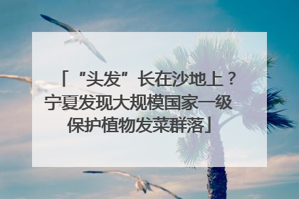 “头发”长在沙地上？宁夏发现大规模国家一级保护植物发菜群落