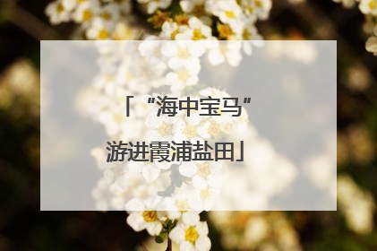 “海中宝马”游进霞浦盐田