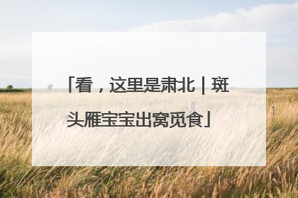 看，这里是肃北｜斑头雁宝宝出窝觅食
