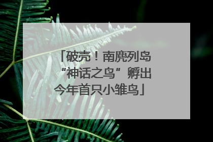 破壳！南麂列岛“神话之鸟”孵出今年首只小雏鸟