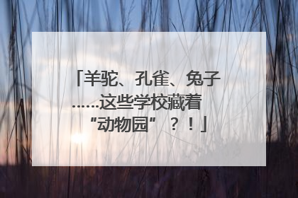 羊驼、孔雀、兔子……这些学校藏着 “动物园”？！