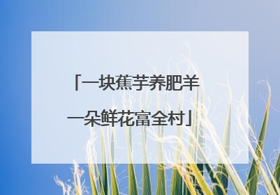 一块蕉芋养肥羊 一朵鲜花富全村