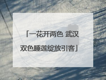 一花开两色 武汉双色睡莲绽放引客