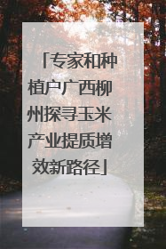 专家和种植户广西柳州探寻玉米产业提质增效新路径
