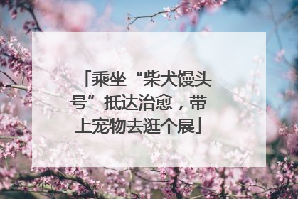 乘坐“柴犬馒头号”抵达治愈，带上宠物去逛个展