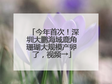 今年首次！深圳大鹏海域鹿角珊瑚大规模产卵了，视频→