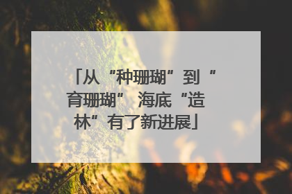 从“种珊瑚”到“育珊瑚” 海底“造林”有了新进展