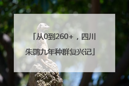 从0到260+，四川朱鹮九年种群复兴记