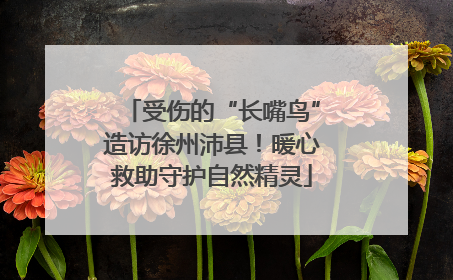 受伤的“长嘴鸟”造访徐州沛县！暖心救助守护自然精灵