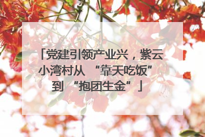 党建引领产业兴，紫云小湾村从 “靠天吃饭” 到 “抱团生金”