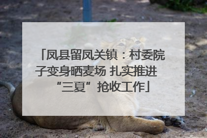 凤县留凤关镇：村委院子变身晒麦场 扎实推进“三夏”抢收工作