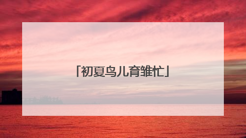 初夏鸟儿育雏忙