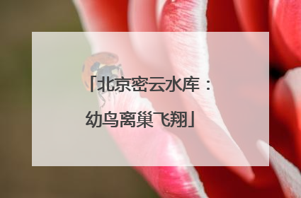 北京密云水库：幼鸟离巢飞翔