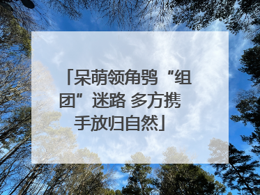呆萌领角鸮“组团”迷路 多方携手放归自然