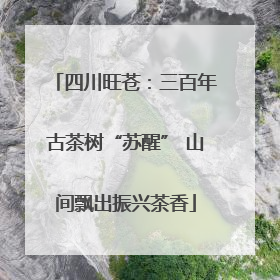 四川旺苍：三百年古茶树“苏醒” 山间飘出振兴茶香