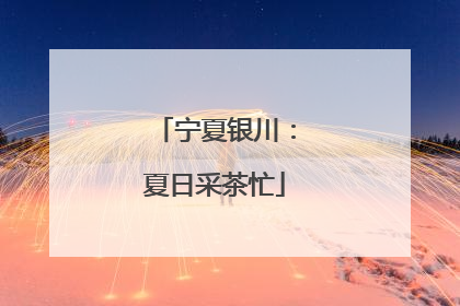 宁夏银川：夏日采茶忙