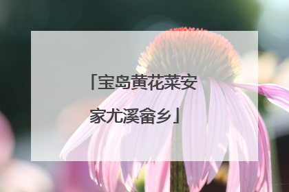 宝岛黄花菜安家尤溪畲乡