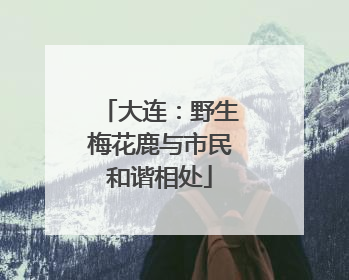 大连：野生梅花鹿与市民和谐相处