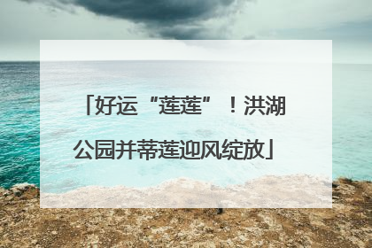 好运“莲莲”！洪湖公园并蒂莲迎风绽放