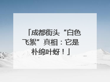 成都街头“白色飞絮”真相：它是朴绵叶蚜！