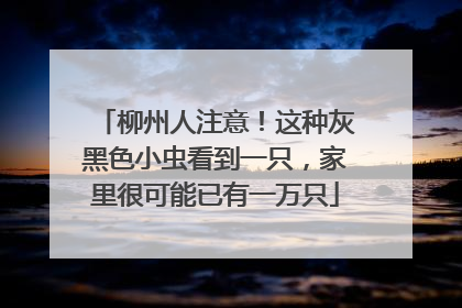 柳州人注意！这种灰黑色小虫看到一只，家里很可能已有一万只