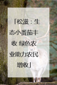 松滋：生态小番茄丰收 绿色农业助力农民增收