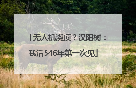 无人机浇顶？汉阳树：我活546年第一次见