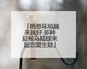 栖息环境越来越好 多种夏候鸟陆续来厦恋爱生娃