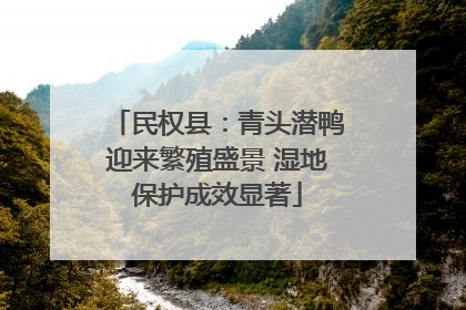 民权县：青头潜鸭迎来繁殖盛景 湿地保护成效显著