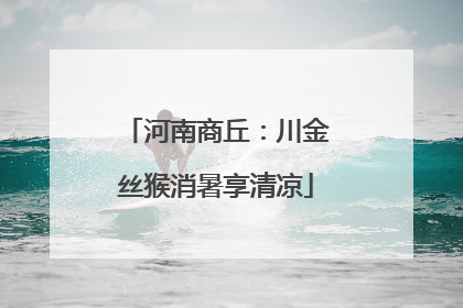 河南商丘：川金丝猴消暑享清凉