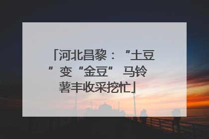 河北昌黎：“土豆”变“金豆” 马铃薯丰收采挖忙