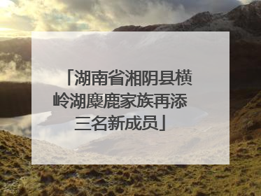 湖南省湘阴县横岭湖麋鹿家族再添三名新成员