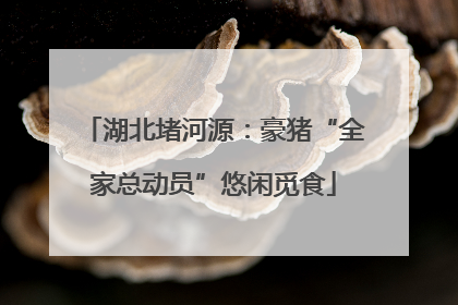 湖北堵河源：豪猪“全家总动员”悠闲觅食