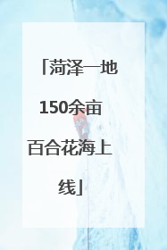 菏泽一地150余亩百合花海上线