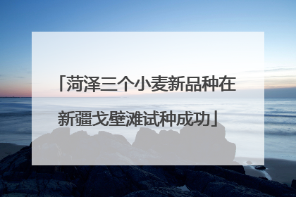 菏泽三个小麦新品种在新疆戈壁滩试种成功