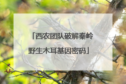 西农团队破解秦岭野生木耳基因密码