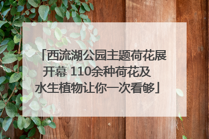 西流湖公园主题荷花展开幕 110余种荷花及水生植物让你一次看够