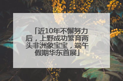 近10年不懈努力后，上野成功繁育两头非洲象宝宝，端午假期华东首展