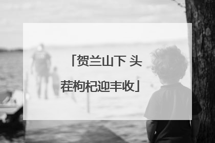 贺兰山下 头茬枸杞迎丰收
