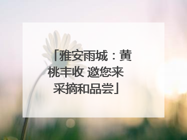 雅安雨城：黄桃丰收 邀您来采摘和品尝
