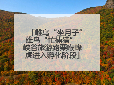 雌鸟“坐月子”雄鸟“忙捕猎” 峡谷旅游路栗喉蜂虎进入孵化阶段