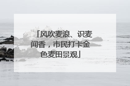风吹麦浪、识麦闻香，市民打卡金色麦田景观