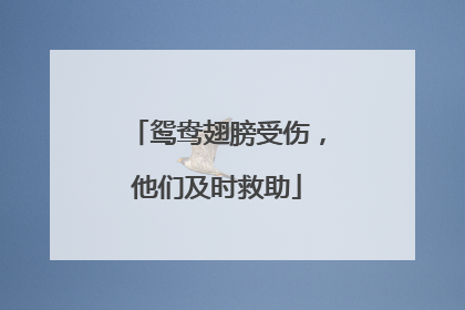鸳鸯翅膀受伤，他们及时救助