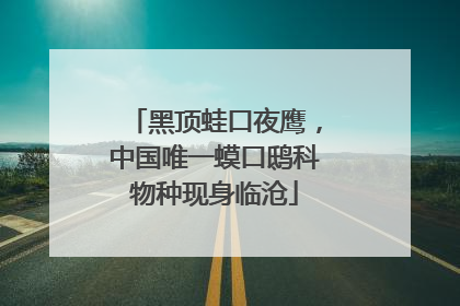 黑顶蛙口夜鹰，中国唯一蟆口鸱科物种现身临沧
