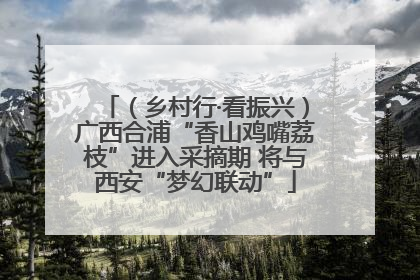 （乡村行·看振兴）广西合浦“香山鸡嘴荔枝”进入采摘期 将与西安“梦幻联动”